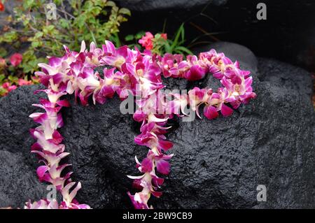 Tourist hinterlässt Token Angebot von Orchidee lei auf schwarzem Lavastein. Stein ist nass und Wassertropfen hängen an lei. Stockfoto