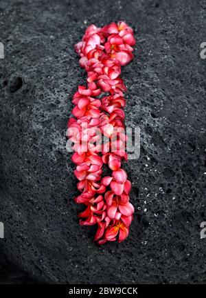 Rosa frische plumeria lei liegt über einem schwarzen Felsen an der Küste der Big Island von Hawaii. Ein weißes Stück Koralle liegt auf der Oberseite. Stockfoto