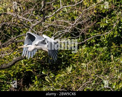Ein japanischer Graureiher, Ardea cinerea jouyi, fliegt über einen kleinen Teich in einem Park in der Nähe von Yokohama, Japan. Stockfoto