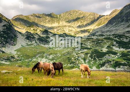 Wildpferde beim Abendessen Gras vor Sonnenuntergang in den schönen und wilden Retezat Berge in Rumänien, Europa Stockfoto