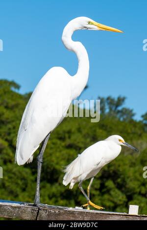 Der elegante Reiher. Reiher sind große, langbeinige Watvögel mit langen, S-gebogenen Hälsen und langen. Stockfoto