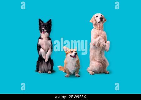 Drei lustige Hunde auf blauem Hintergrund, Border Collie, welsh Corgi und Golden Retriever. Vollblut und trainiert Stockfoto