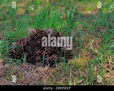 Eine Rutsche aus gefalteten Kiefernzapfen links auf dem Gras. Stockfoto