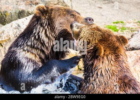 Braunbär Paar kämpfen oder spielen in einem Fluss Stockfoto