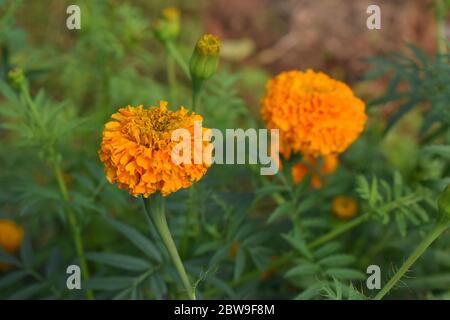 Gelbe Ringelblume in der Wintersaison Stockfoto