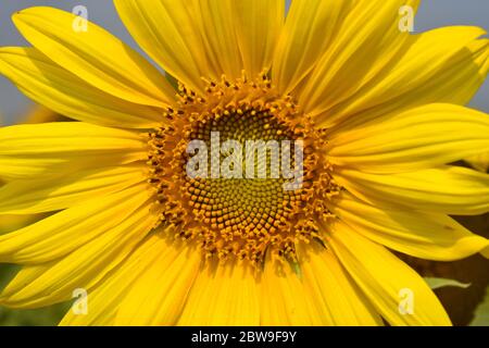 Sonnenblumen Nahaufnahme Schönheit Stockfoto