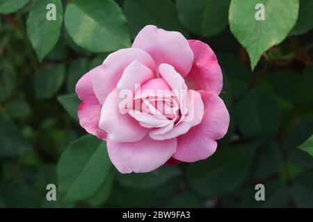 Schöne Rosa Rose auf grünem Hintergrund Stockfoto