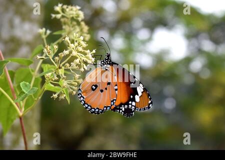 Schlichter Tiger Schmetterling auf weißer Blume Stockfoto
