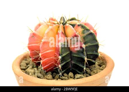 Nahaufnahme von seltenen Gymnocalycium mihanovichii variegata in irdenen Ware Topf isoliert auf weißem Hintergrund. Stockfoto