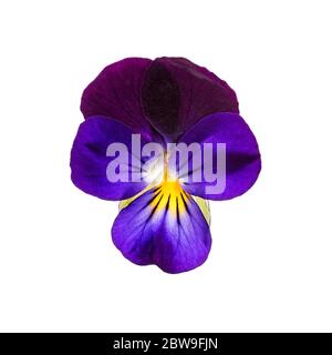 Nahaufnahme von Johnny-Jump-up Blumen (Viola tricolor) Stockfoto