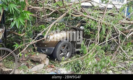 Auto zerquetscht mit gefallener Baumstamm nach schwerem Zyklonsturm 'Amphan' Landfall Streik in Kalkutta Stadt Indien Stockfoto