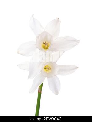 Nahaufnahme der Blumen von Narcissus triandrus 'Thalia' Stockfoto