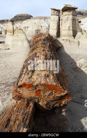 NM00294-00....NEW MEXICO - versteinerte Baumstämme und kleine versteinerte Holzscherben in der Bisti Wildnis. Stockfoto