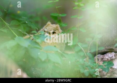 Magdeburg, Deutschland. Mai 2020. Hinter Blättern versteckt sich in der Voliere des Magdeburger Zoos ein Küken einer sibirischen Adlereule. Das junge Tier ist eines von zwei Küken, die am 29. April 2020 im Zoo Magdeburg geschlüpft sind. Der Zoo in der Landeshauptstadt wird dieses Jahr 70 Jahre alt und kann auf eine lange Vogelzucht-Tradition zurückblicken. Bereits 1953 waren die Eulen Teil der Tierpopulation. Quelle: Klaus-Dietmar Gabbert/dpa-Zentralbild/dpa/Alamy Live News Stockfoto