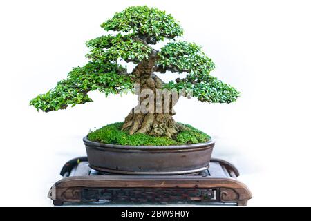 Bonsai-Baum isoliert auf weißem Hintergrund in einer Topfpflanze mit vielen verschiedenen einzigartigen Formen symbolisieren eine Abstraktion im Leben Stockfoto