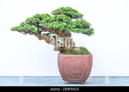Bonsai-Baum isoliert auf weißem Hintergrund in einer Topfpflanze mit vielen verschiedenen einzigartigen Formen symbolisieren eine Abstraktion im Leben Stockfoto