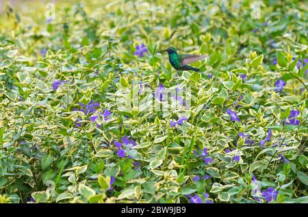 Ein funkelnder Violettvogel (Colibri coruscans), der über Veilchen fliegt, Quito, Ecuador. Stockfoto