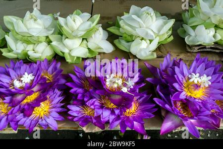 Blaue Seerosenblumen (Nymphaea nouchali) und Lotusblumen (Nelumbo Nucifera) zum Verkauf bei Kandy in Sri Lanka. Stockfoto