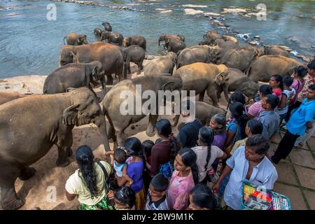 Elefanten aus dem Pinnawala Elephant Waisenhaus fahren an Touristen vorbei zum Maha Oya Fluss in Sri Lanka, wo sie zweimal täglich baden. Stockfoto