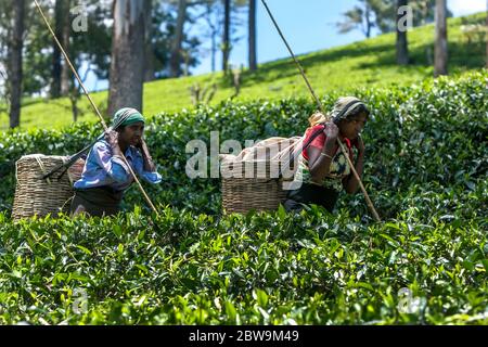 Tamilische Tee-Pflücker (Tee-Zupfen), die Rohrkörbe tragen, bewegen sich durch eine Plantage in der Nuwara Eliya Region Sri Lankas. Stockfoto