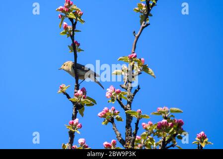 Chiffchaff Vogel, Phylloscopus collybita singt auf blühenden Apfelbaum. Stockfoto