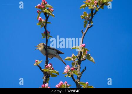 Chiffchaff Vogel, Phylloscopus collybita singt auf blühenden Apfelbaum. Stockfoto