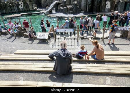 Menschen, Besucher, schauen Sie sich Seelöwen im Prager Zoo an, eine gute Veranstaltung für einen Tagesausflug für Familien mit Kindern das tägliche Leben in Prag Stockfoto