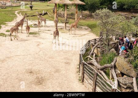 Leute, Besucher, schauen Sie sich die Giraffengehege an der Giraffe im Prager Zoo an, eine gute Veranstaltung für einen Tagesausflug für Familien mit Kindern Stockfoto