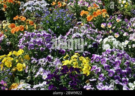 Weichlinge und Veilchen, Violas im Blumenbeet, Bedding-Pflanzen Garten Pansies Violas bunte Weichlinge Garten in Frühlingsbettpflanzen Stockfoto