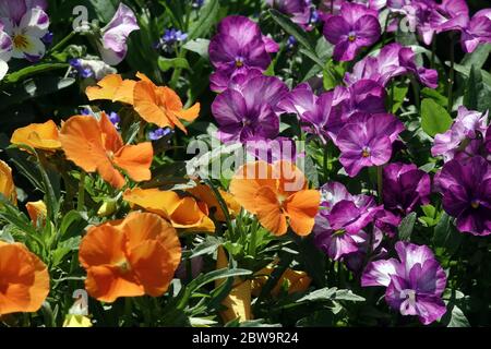 Weicheier und Veilchen, Violas im Blumenbeet Orange Weicheier Stockfoto