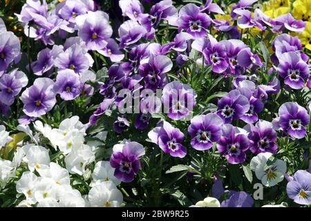 Stiefmütterchen und Veilchen, Violas im Gartenblumenbett Stockfoto