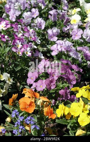 Stiefmütterchen und Veilchen, Violas im Gartenblumenbett Stockfoto