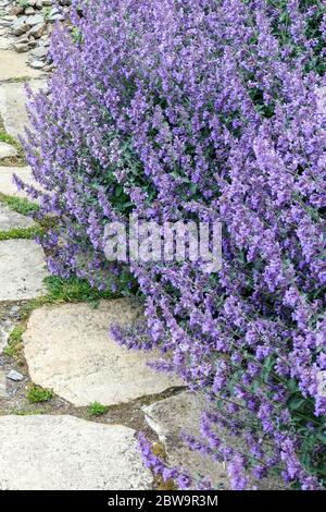Katzenminze Nepeta blau Blüten melliferous Pflanze Stockfoto