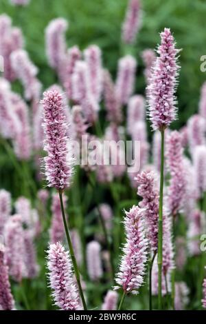 Drachenkraut Bistorta officinalis 'Superba' Schlangenkraut Persicaria superba in Blüte Stockfoto