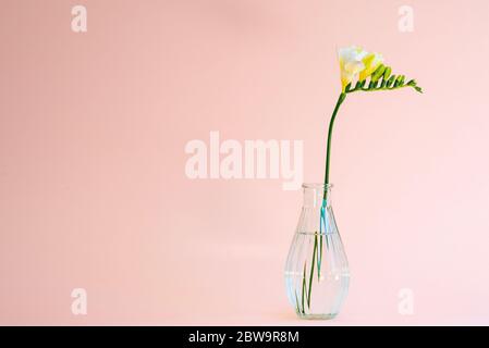 Einzelne weiße Freesia Blütenkopf in einer kleinen transparenten Glasvase auf einem rosa Hintergrund mit meist natürlichem Licht gesetzt Stockfoto