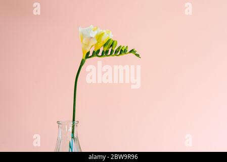 Nahaufnahme eines einzelnen weißen Freesia-Blütenkopfes in einer kleinen transparenten Glasvase auf einem rosa Hintergrund mit meist natürlichem Licht gesetzt Stockfoto