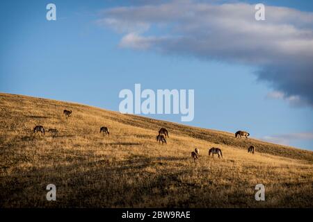 Przewalski Pferde (Equus ferus przewalskii) auf der Wiese im Herbst, Hustai Nationalpark, Mongolei, Mongolisch, Asien, Asien. Stockfoto