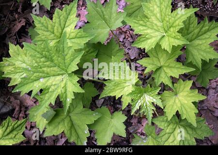 Haarige Alumroot Heuchera villosa „Arkansana“ Heuchera Blätter lange Blattstiele breit kordate Heuchera villosa Gartenlaubpflanzen Blätter dekorativ Stockfoto