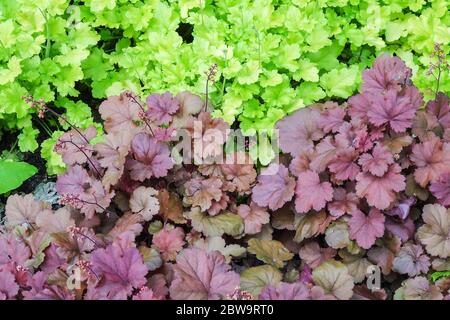 Korallenglocken Heuchera „Limettenmarmelade“ Hellgrüne Farbe Blätter Heuchera „Cherry Cola“ Dekoratives Laub Hardy Heucheras Kontrastgartenkombination Stockfoto