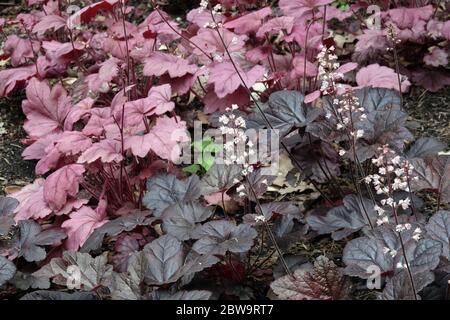 Korallenbelle Heuchera 'Georgia Plum' Alumroot, Heucherella 'Onyx' Stockfoto