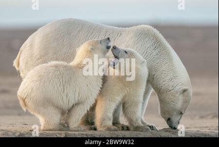 Ein selektives Foto von zwei süßen, flauschigen weißen Eisbären, die in Kaktovik, Alaska, miteinander und mit ihrer Mutter spielen Stockfoto