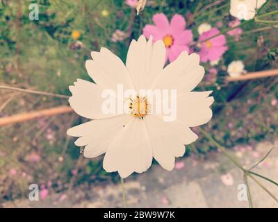 Eine weiße Gänseblümchen-Blume an einem Sommertag. Stockfoto