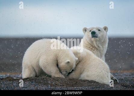 Ein selektives Foto von zwei süßen flauschigen weißen Eisbären, die in Kaktovik, Alaska, miteinander und ihrer Mutter im Schnee spielen Stockfoto