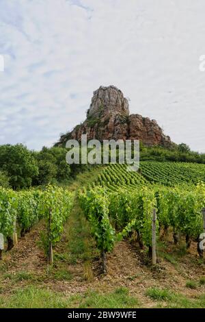 Weinberg in Solutré-Pouilly (Bourgogne) mit Roche de Solutré im Hintergrund Stockfoto