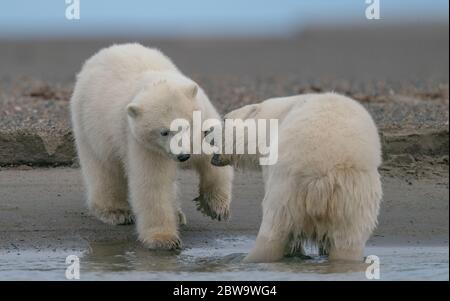 Eine Aufnahme von zwei Eisbären, die in einem natürlichen Lebensraum in Kaktovik, Alaska, miteinander spielen Stockfoto