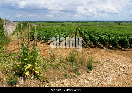 Bourgogne Weinberge in der Nähe von Beaune Frankreich Stockfoto