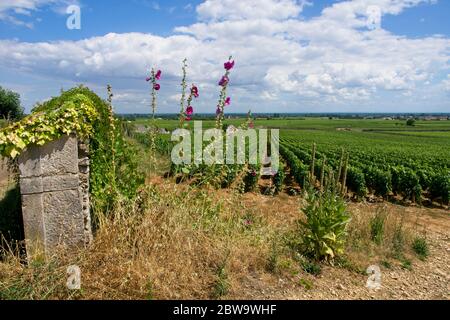 Bourgogne Weinberge in der Nähe von Beaune Frankreich Stockfoto