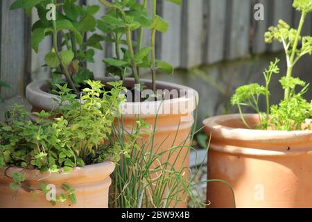 Kräutergarten in Terrakotta-Töpfen im englischen Garten im Sommer Stockfoto