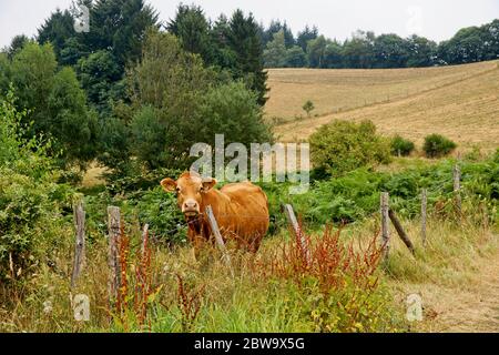 Kuh bedeckt mit vielen Fliegen Stockfoto