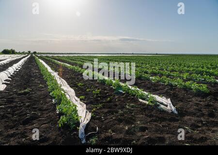 Landwirtschaftliches Feld der Kartoffel mit Gewächshäusern bedeckt Stockfoto